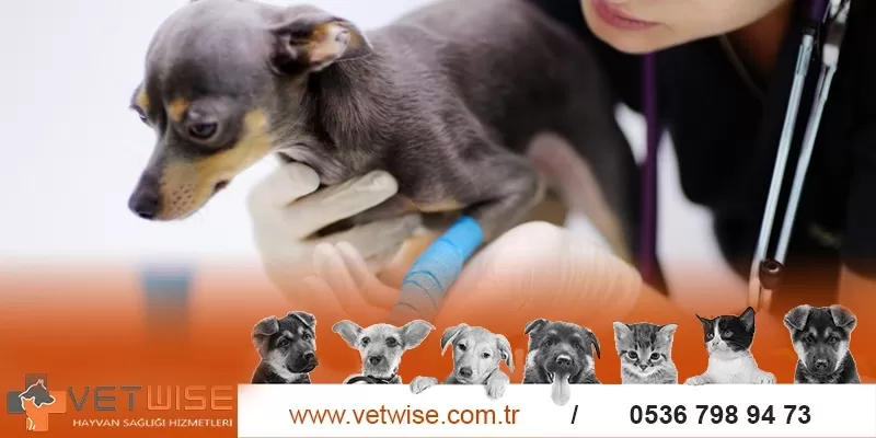 Kedi ve köpek ortopedi