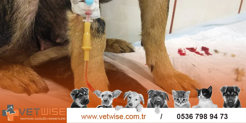 Kedi Köpek Kan Analizi
