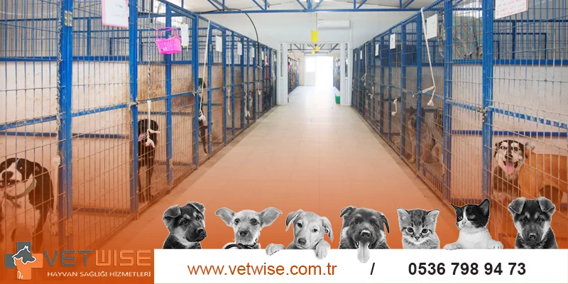 Kedi Köpek Pansiyon ve Bakımı